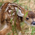 Copyright 2009 Brenda Johima