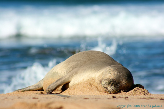 Baby (Endangered) Monk Seal
