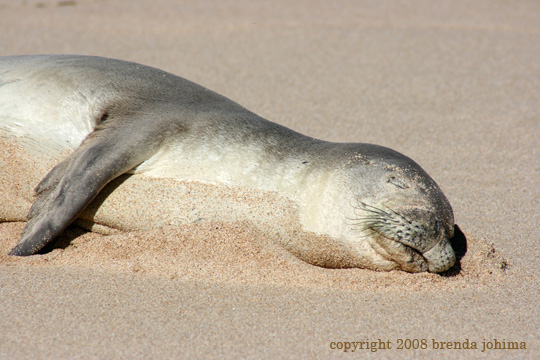 Endangered Baby Hawaiian Monk Seal