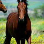 Copyright 2008 Brenda Johima