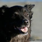 Copyright 2008 Brenda Johima