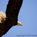 Copyright 2010 Brenda Johima