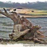 Rathtrevor Beach Parksville