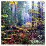 johima-cathedral-grove-forest