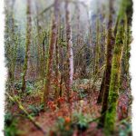 johima-goldstream-provincial-park