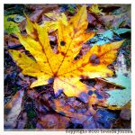 johima-maple-leaf