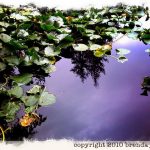 johima-pond