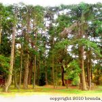 johima-rathtrevor-beach-forest