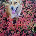 johima-shilah-doggie