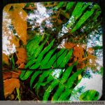 Look Through The Water Into The Pond (Photo)