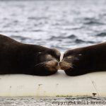sea lions fanny bay vancouver island