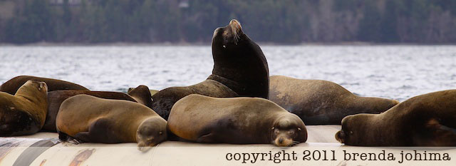 sea lions fanny bay vancouver island
