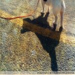 johima-sasha-shadow-photo