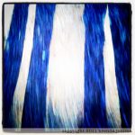 johima-ships-point-forest-walk