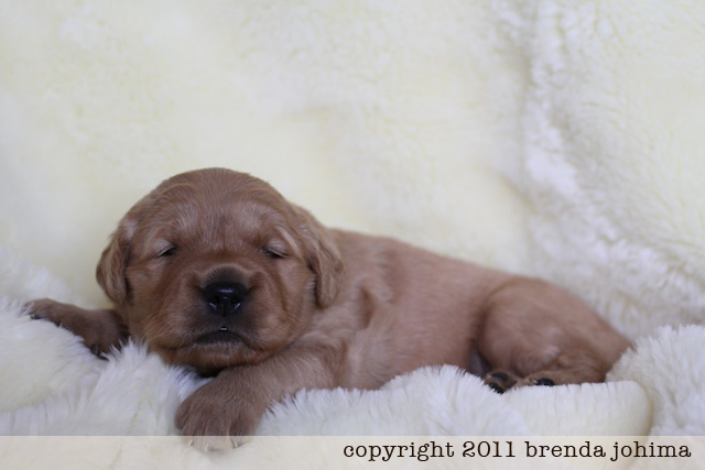 Canadian golden retriever outlet puppy