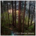 johima-seal-bay-forest