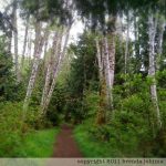 johima-ships-point-forest-walk