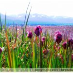 johima-vancouver-island-flowers