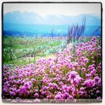 johima-vancouver-island-wild-flowers