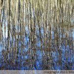 Reflections on the Road to Tofino