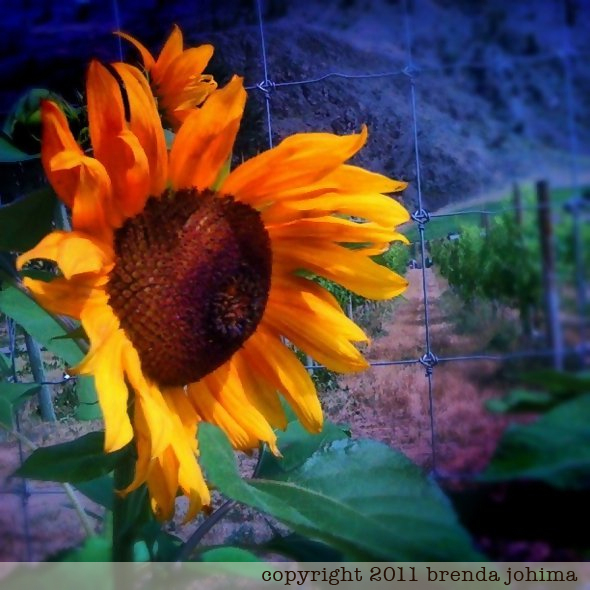Sunflowers in Keremeos