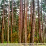 johima-forest-texture-and-line