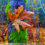 johima-maple-leaf