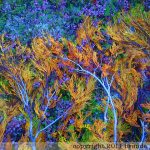 johima-photo-27-copy-22