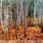 johima-ships-point-forest