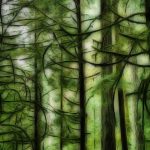 johima-cathedral-grove-vancouver-island
