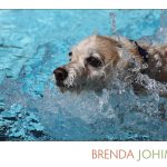 Go For It (dog swimming)