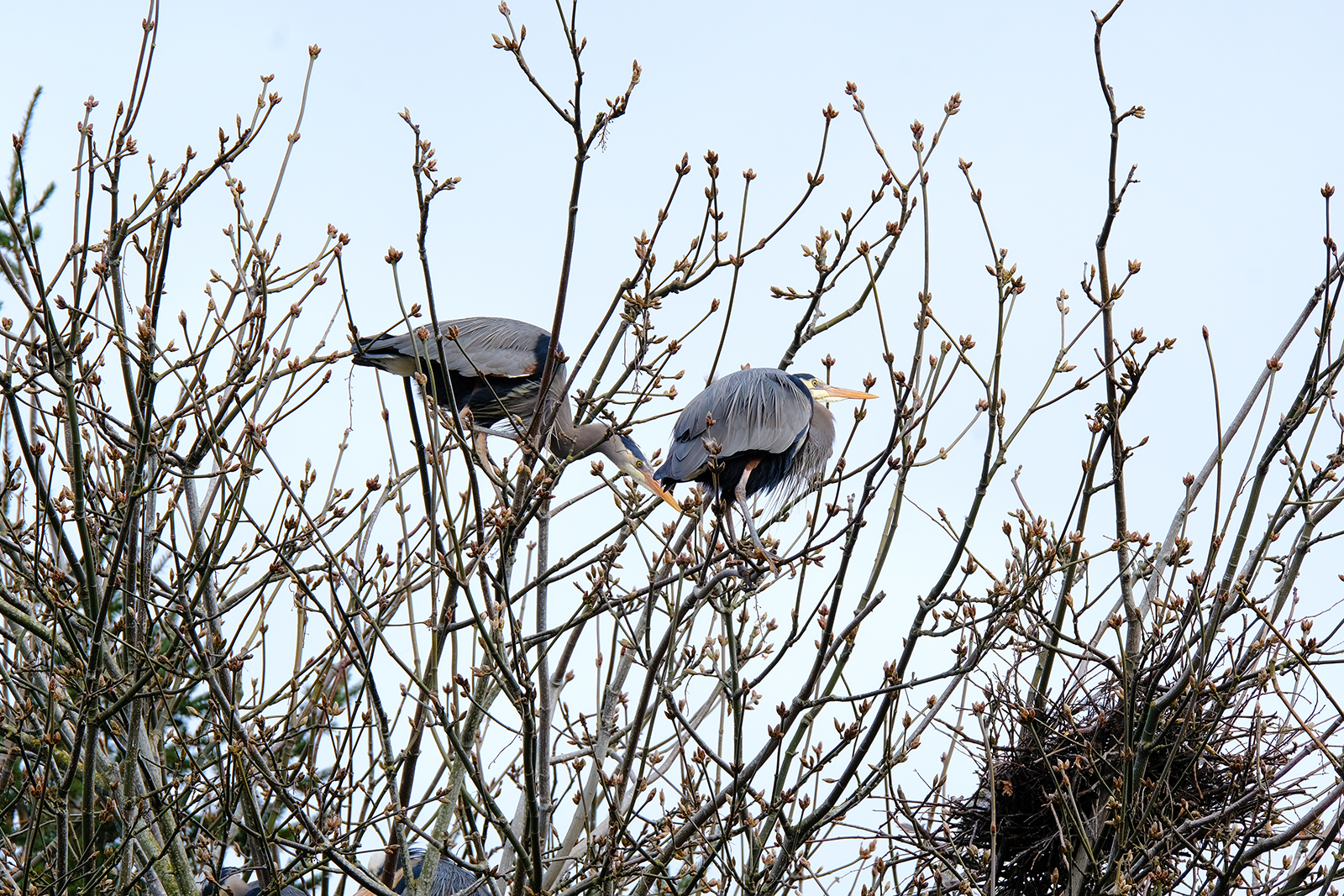 great blue heron rookery on vancouver island