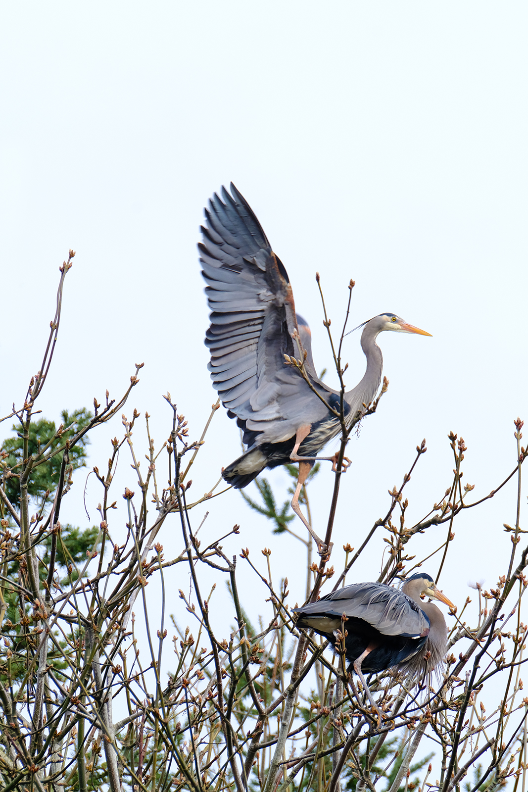 two great blue heron on treetop heron colony