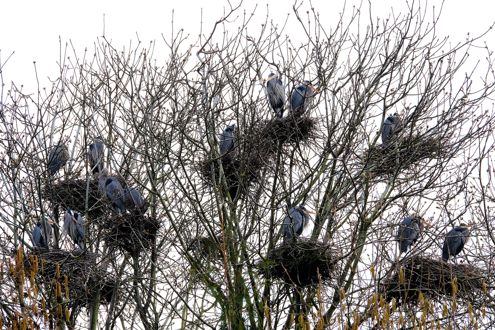 vancouver island great blue heron rookery